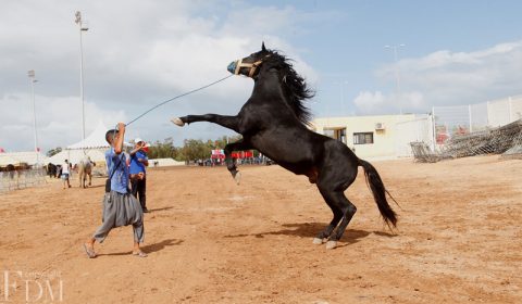 Salon-du-Cheval-EL-JADIDA