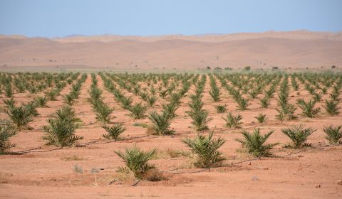 dattier-desert-maroc